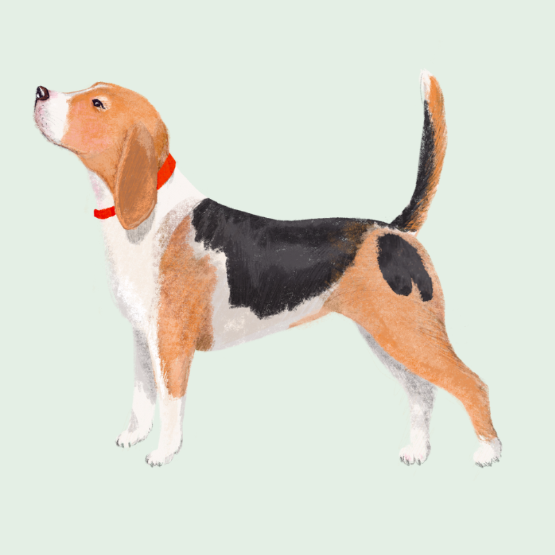 Beagle Accessoires
