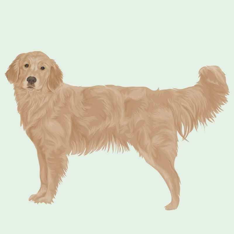 Golden Labrador Retriever Illustration