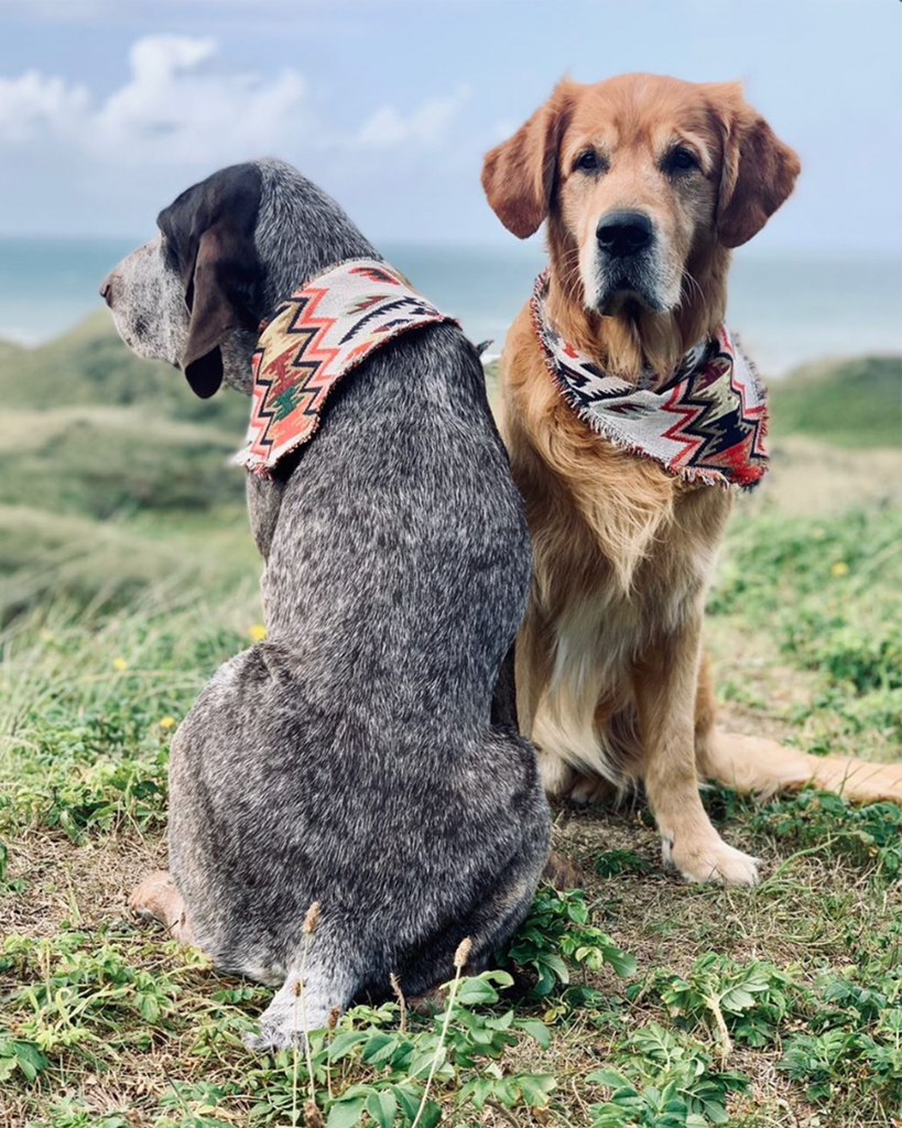 Hunde tragen eine Bandana im Ethno Style. 
