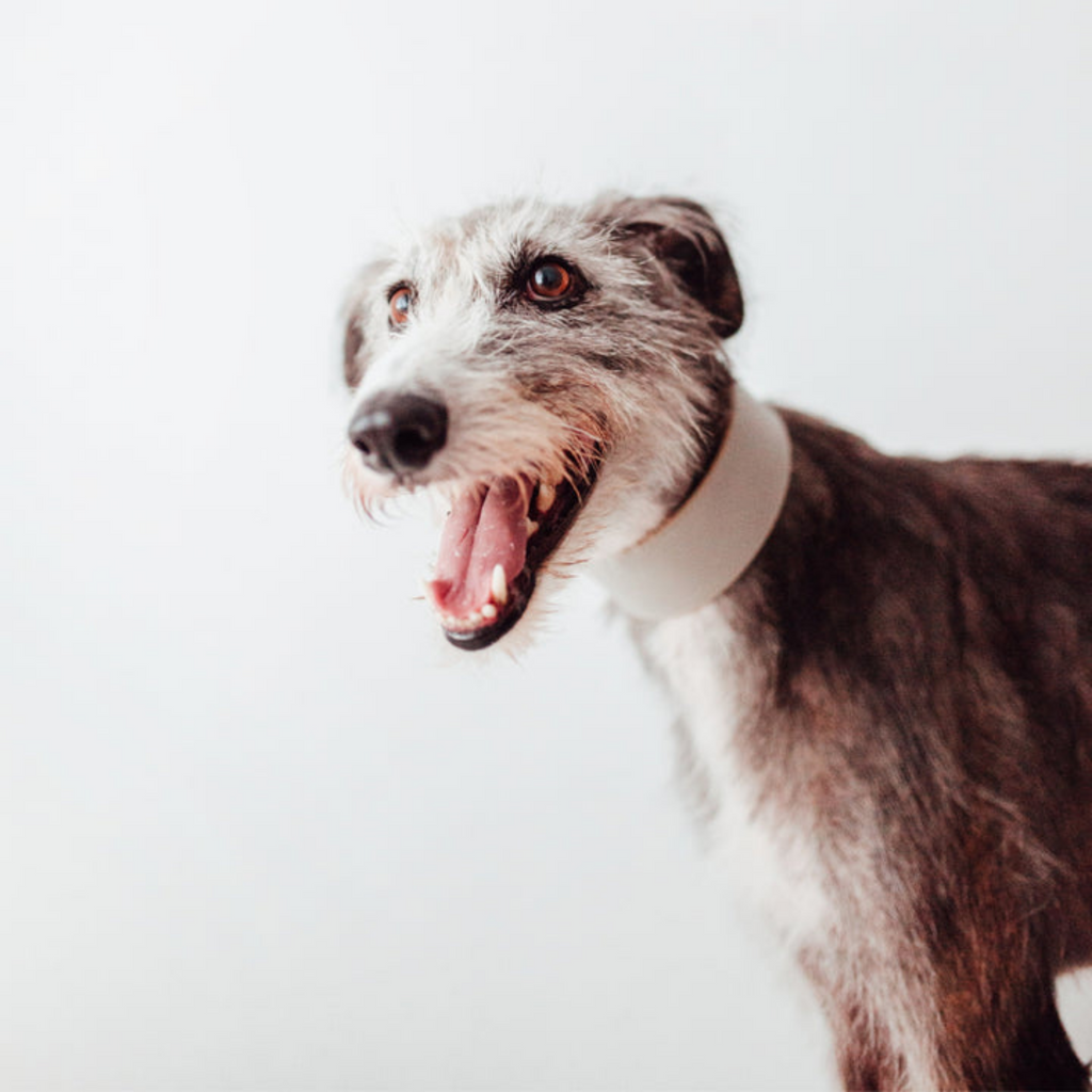 Windhundehalsband an Ruahaar Hund fotografiert 