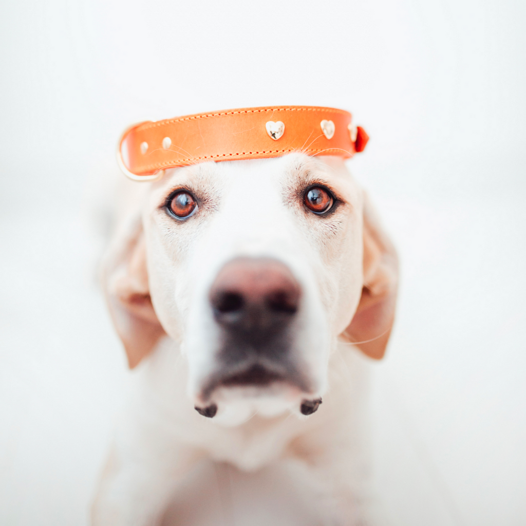 Hunde Lederhalsband auf dem Kopf von einem Labrador fotografiert orange mit goldenen Herzen 
