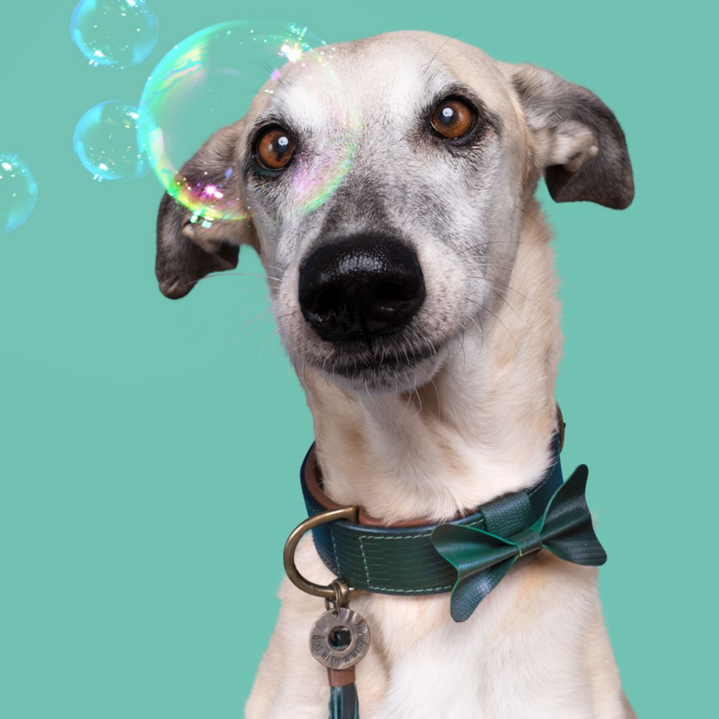 Hundehalsband aus grünem Leder mit Leder Schleife an Hund fotografiert