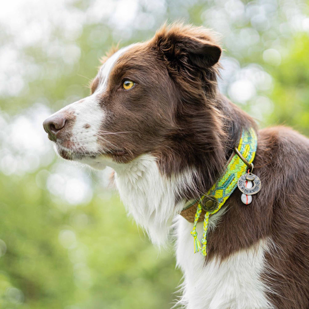Hund Yumi mit dem schönen Gypsy Halsband von DWAM in grün
