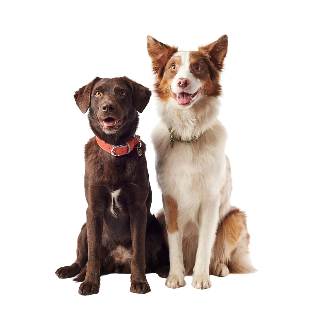 Lederhalsband  orange von Dogs Deli an einem braunen Labrador fotografiert. 