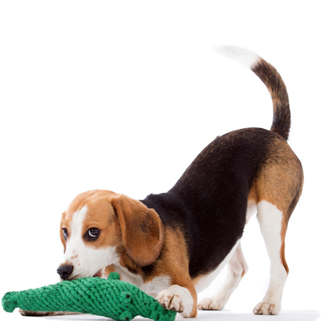 Beagle spielt mit Hundespielzeug Krokodil von Laboni