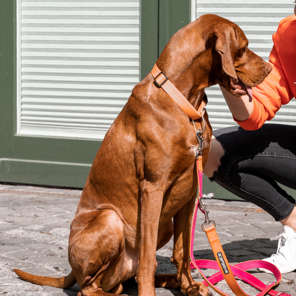 Vizsla trägt das Hundehalsband von Icepeak in orange