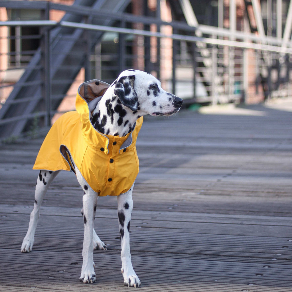 Rukka Pets Regenmantel an Dalmatiner Fotografiert Van Muppen Onlineshop