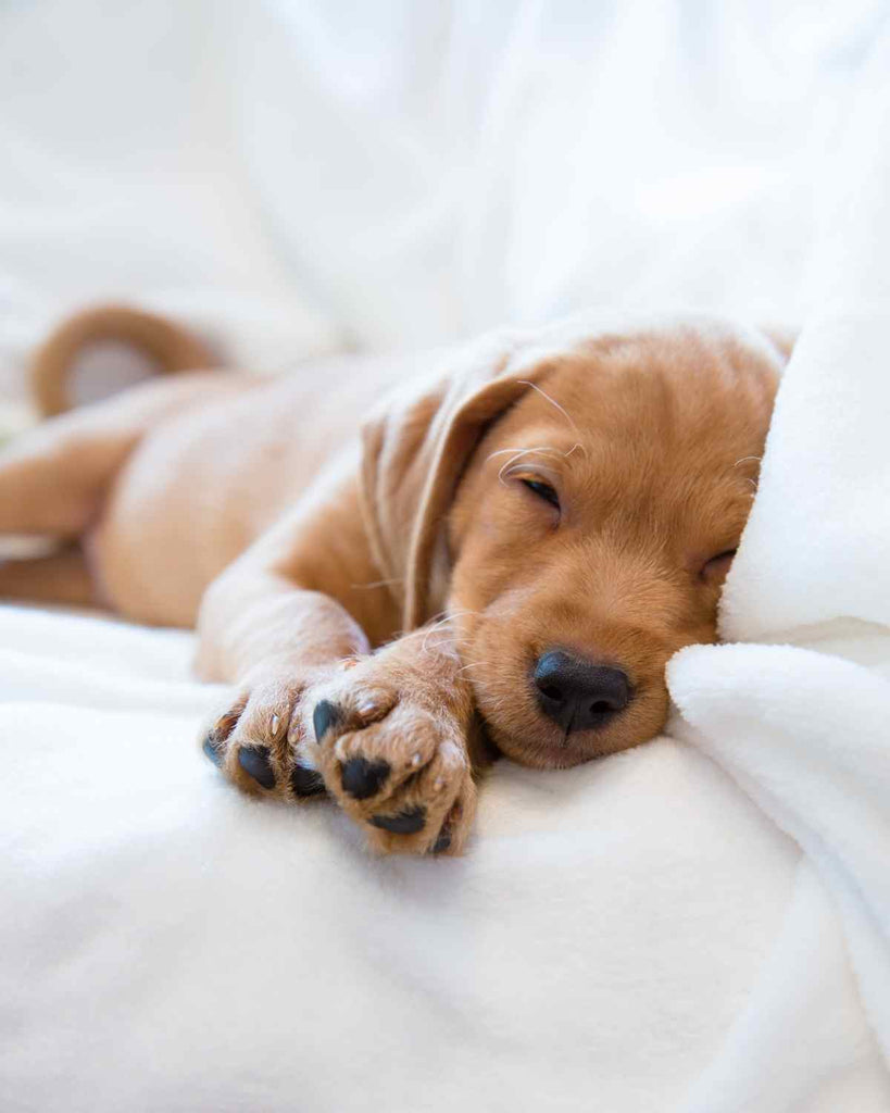 Labrador Welpe schlafend Blog Beitrag Entwicklung Hundewelpen 
