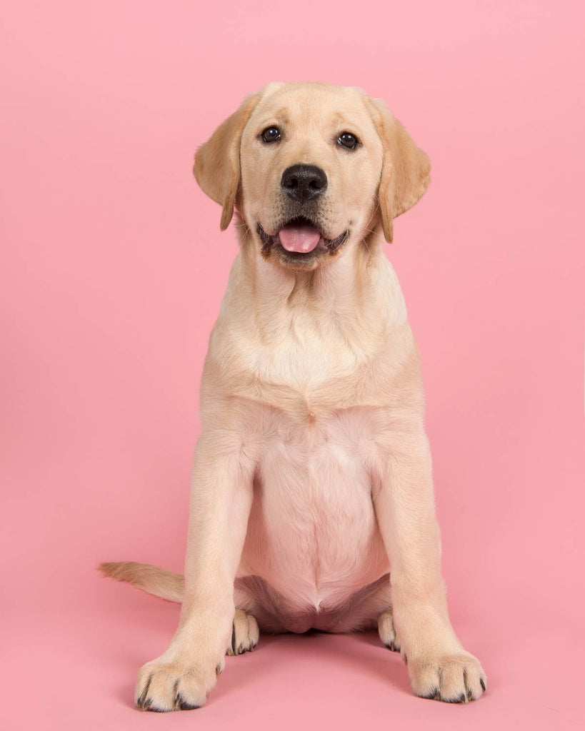 Gelber Labrador Welpe vor rosa Fotowand 