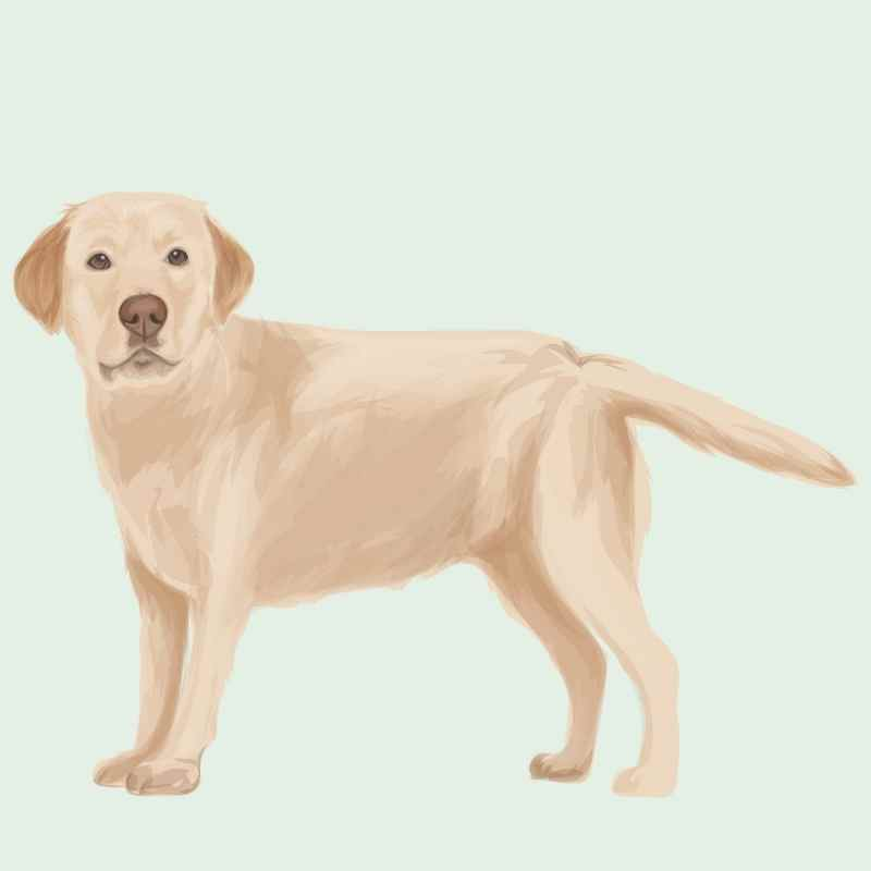 Gelber Labrador Retriever Illustration 