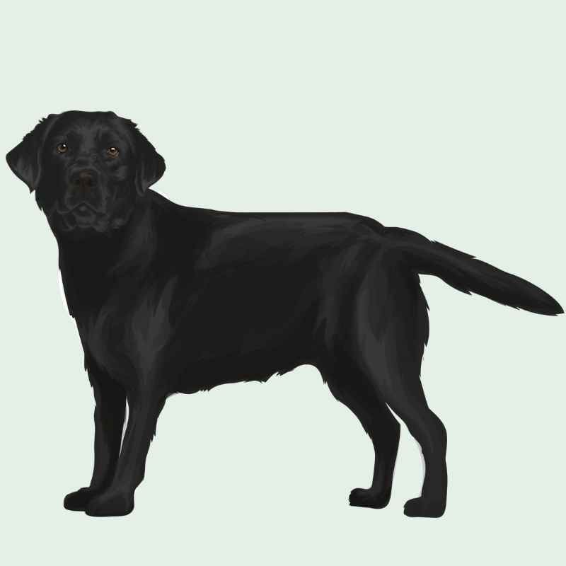 Schwarzer Labrador Retriever Accessoires 
