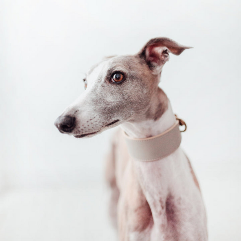 Hundehalsband breit für Windhund Podenco oder Galgo in hell grau aus Leder