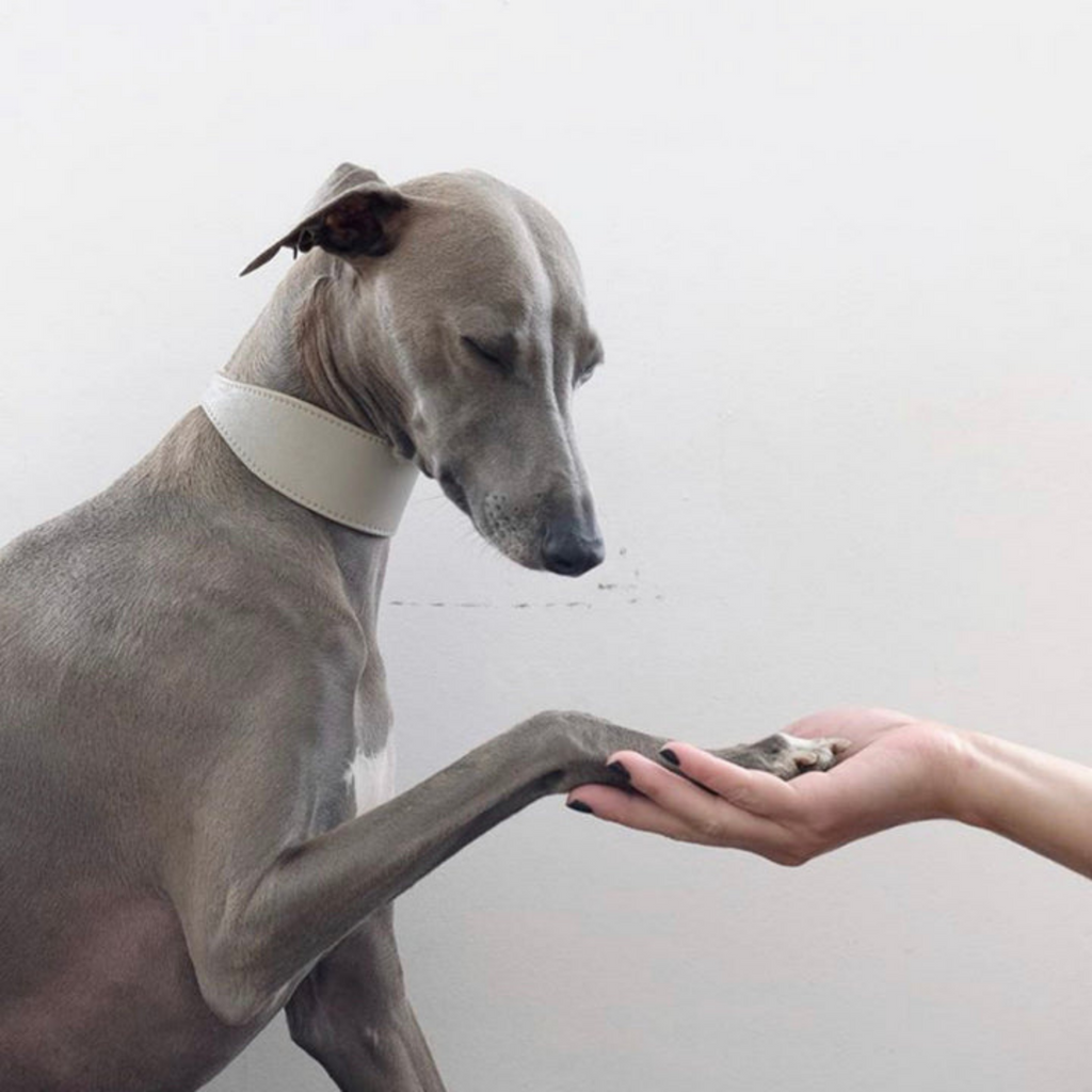 Breits Hundehalsband in grau an Windhund fotografiert in hell grau 