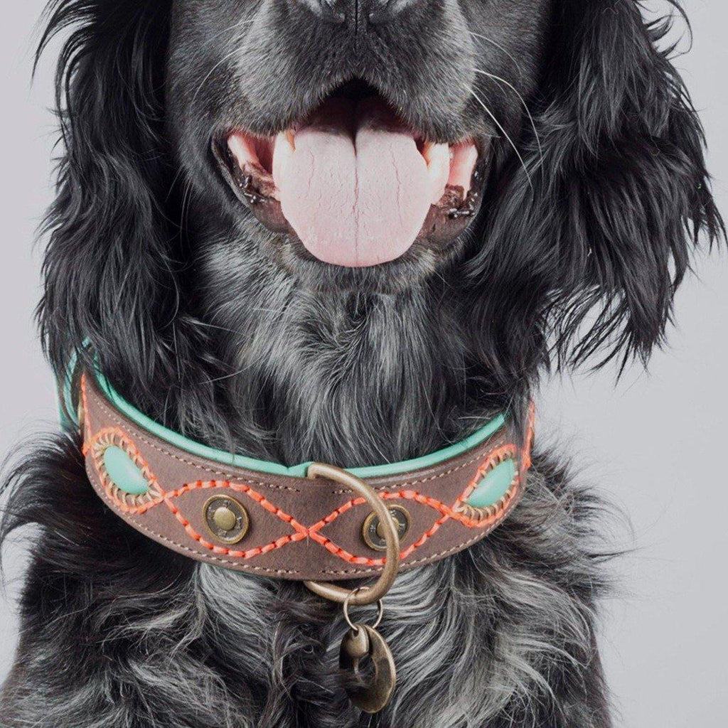 Dog With a Mission Halsband Leder braun an Hund fotografiert