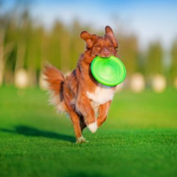Van Muppen Hund spielt mit Icepeak Frisbee