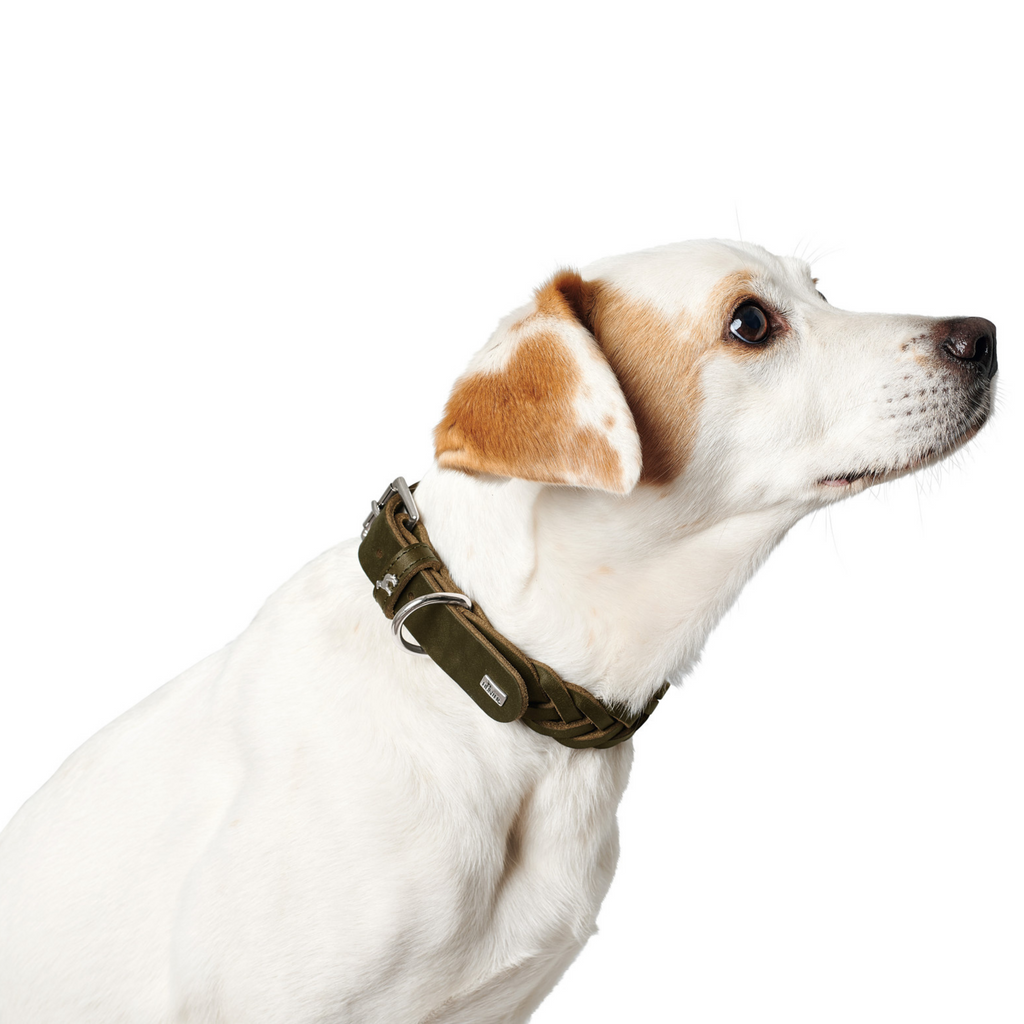 Hunter Lederhalsband an Hund fotografiert in olive grün