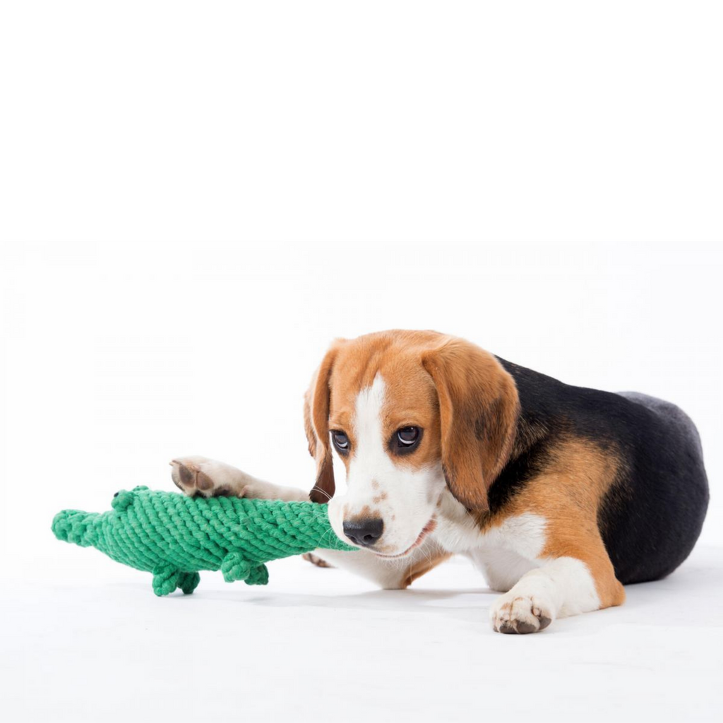 Beagle liegt neben dem Kauspielzeug in Krokodil Form
