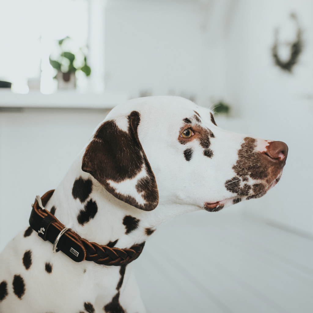 Hundehalsband Leder geflochten an Dalmatiner fotografiert Hunter 