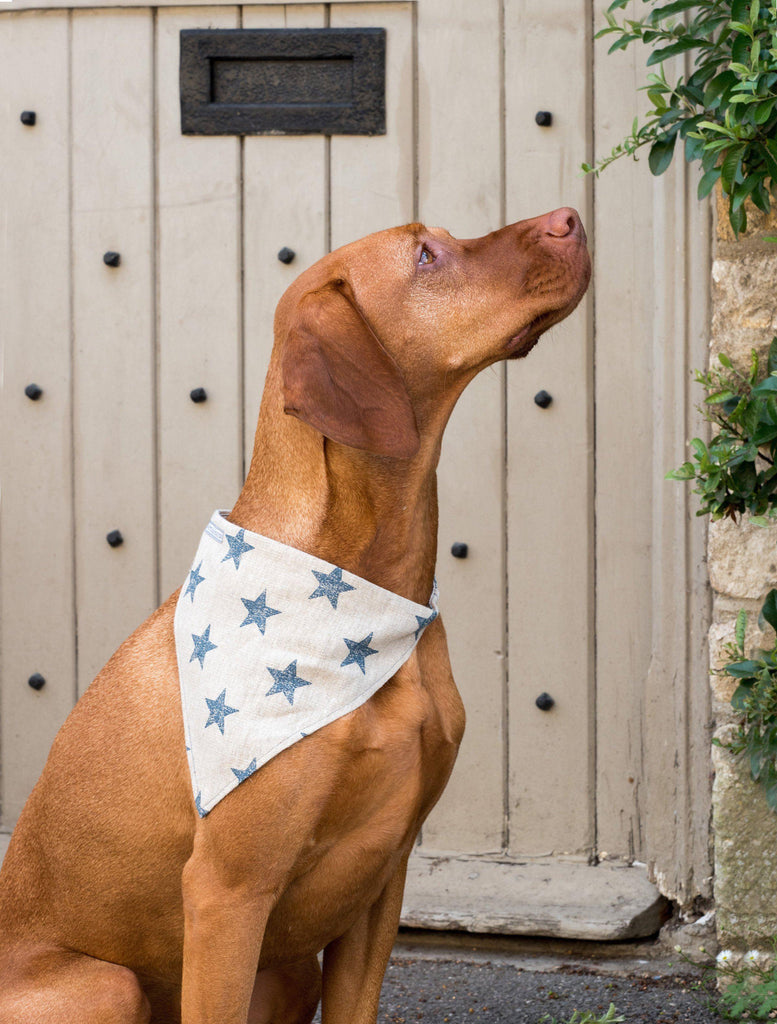 Blaues Hundehalstuch mit Sternen, Halstuch - Van Muppen 