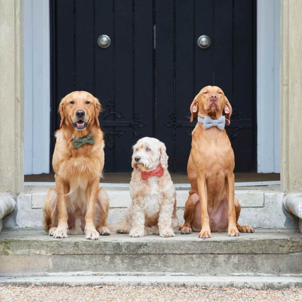 Hundefliege in den 3 Farben an 3 Hunden fotografiert 